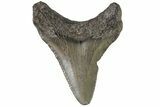 Juvenile Megalodon Tooth - Georgia #83699-1
